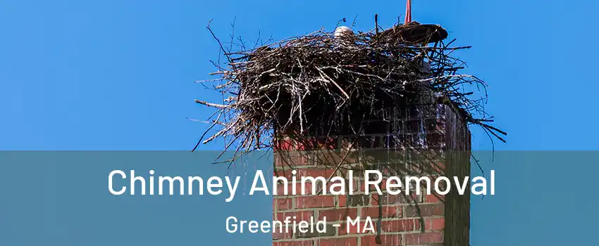 Chimney Animal Removal Greenfield - MA